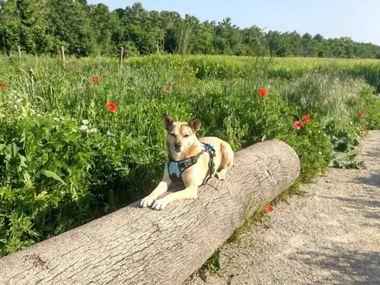Evita, hellbraune Tierschutzhündin aus Rumänien, liegt mit blauem Geschirr auf einem Baumstamm neben einer Wiese mit Mohnblumen.